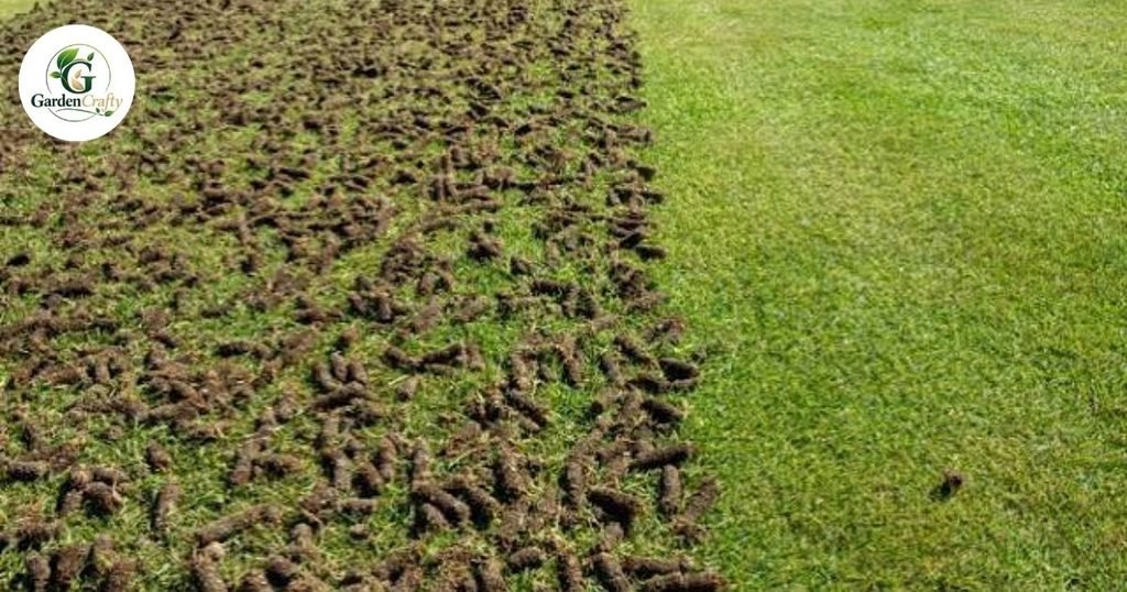 Aeration vs Dethatching vs Overseeding