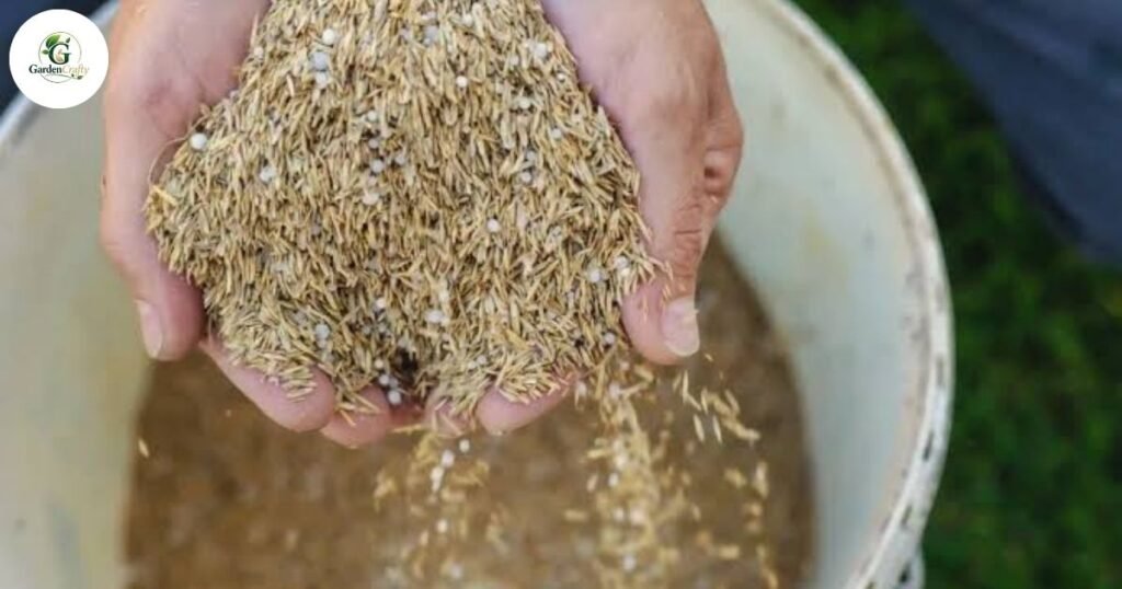 At first Choosing the Right Grass Seed