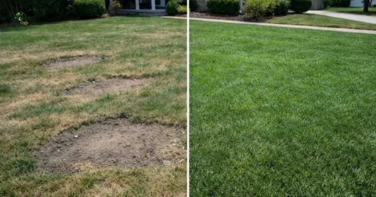 Benefits of Overseeding