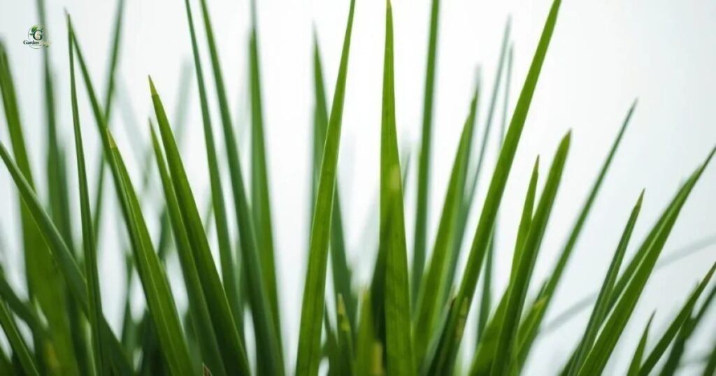 Bermuda Grass Leaf Size and Shape