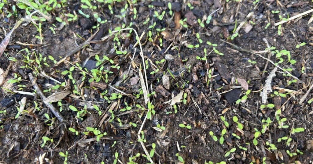 What Does Bermuda Grass Look Like When It First Grows?
