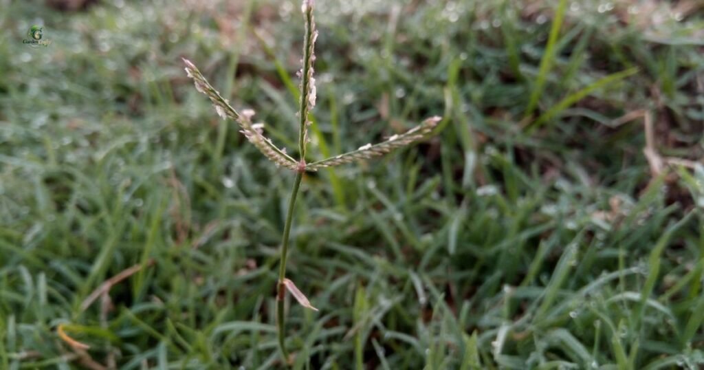 What Do Bermuda Grass Seed Heads Look Like?