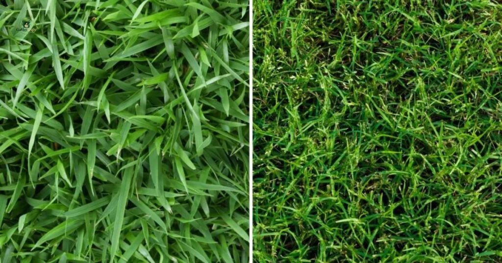 Bermuda Grass vs Look-Alike Grasses