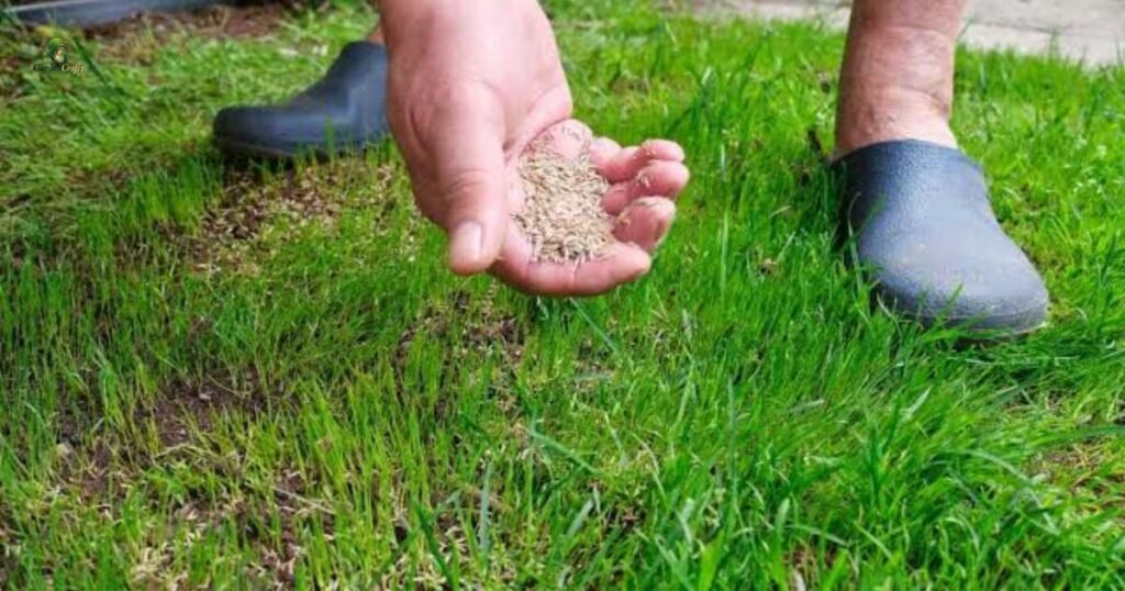 Best Time to Overseed a Lawn