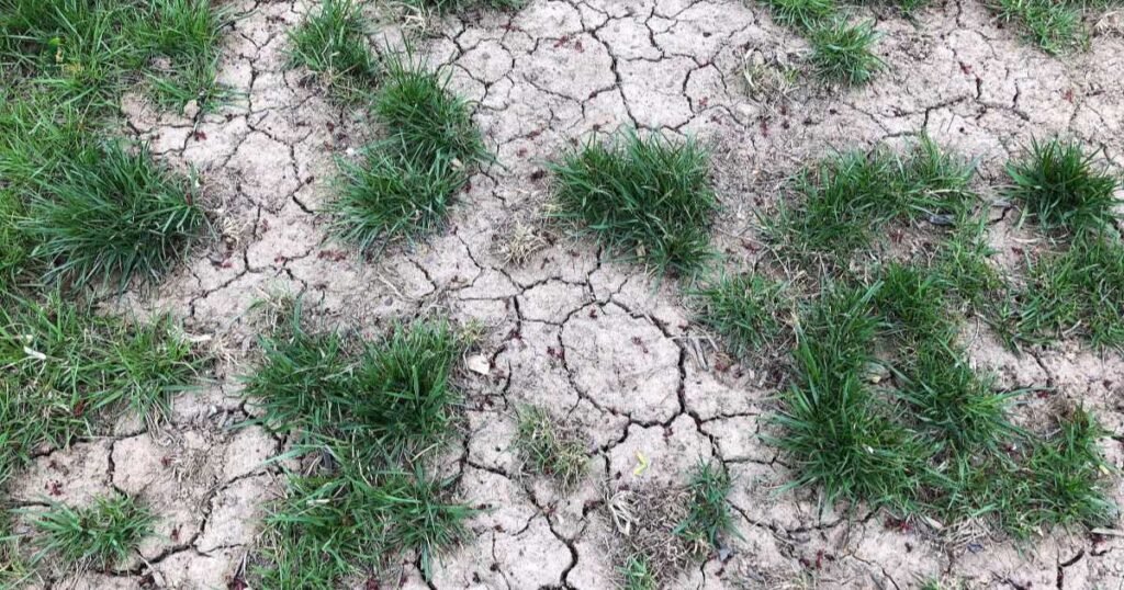Better Recovery From Lawn DamageBetter Recovery From Lawn Damage