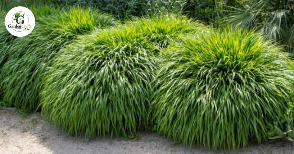Grass Types That Do Not will sod Spread
