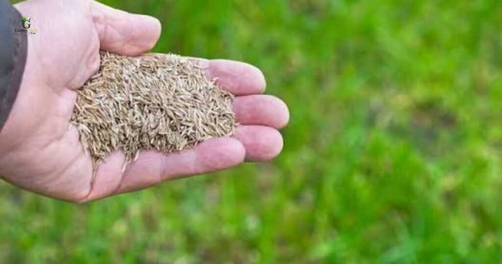 Can You Plant Grass Seed...