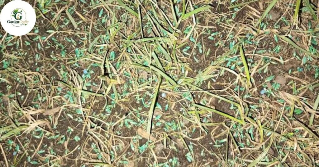 Can You Use Too Much Seed When Overseeding