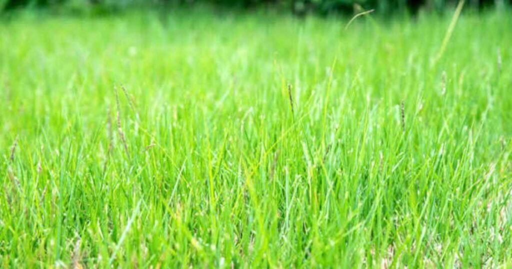 Common Zoysia Grass For Lawn