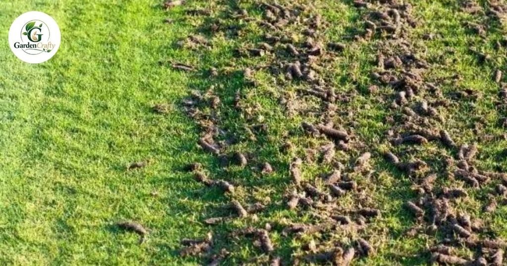 Core Aeration