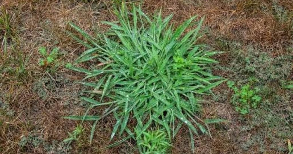 Crabgrass - Late Spring & Summer
