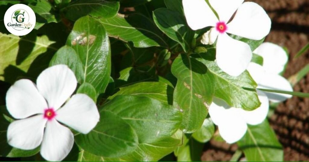 Dicots