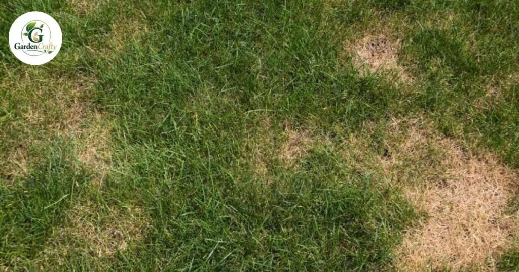 Grass Sometimes Fails to Spread