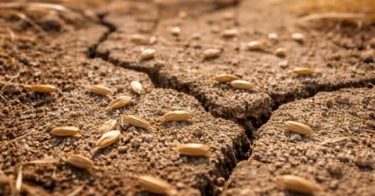 Heat Wave Grass Seed