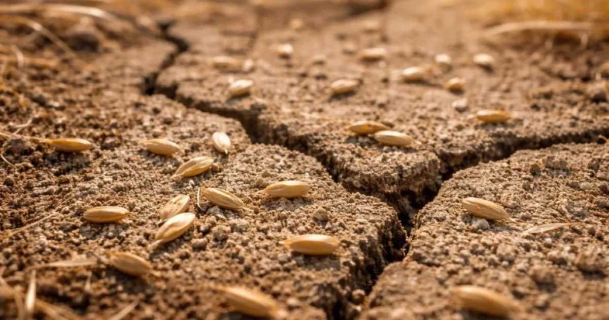 Heat Wave Grass Seed