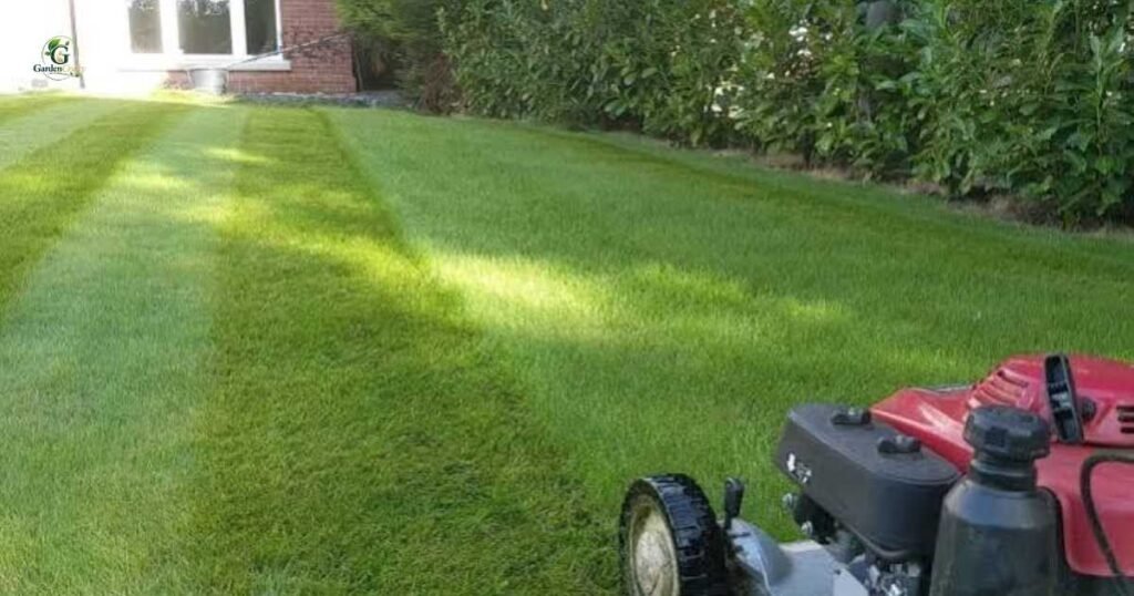 Heat Wave Lawn Care Without Seeding