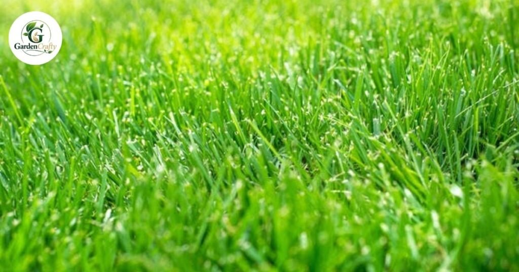 How Grass Spreads Naturally