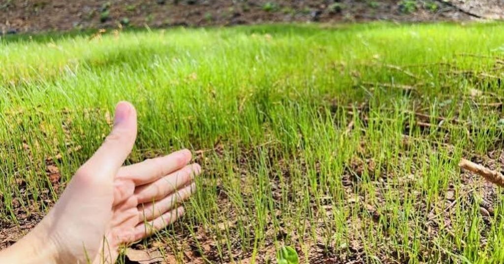 How Long Does It Take for Grass to Spread?