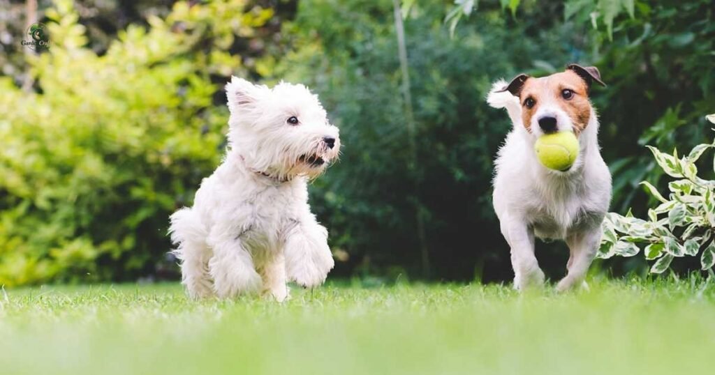 How to Protect Your Lawn Without Compromising on a Happy Dog