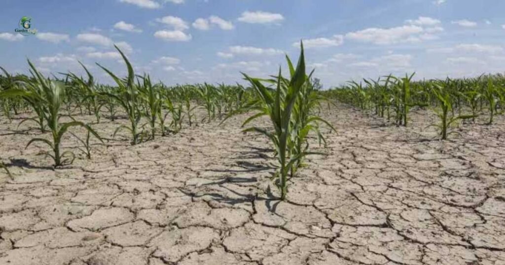 Improved Drought Tolerance