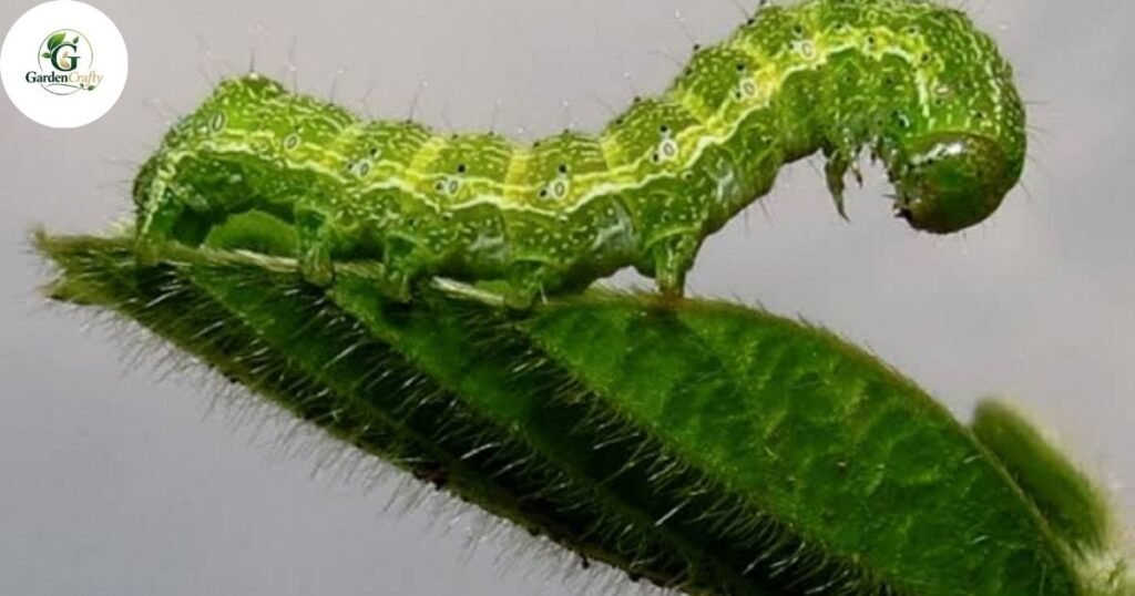 Improved Pest and Disease Resistance