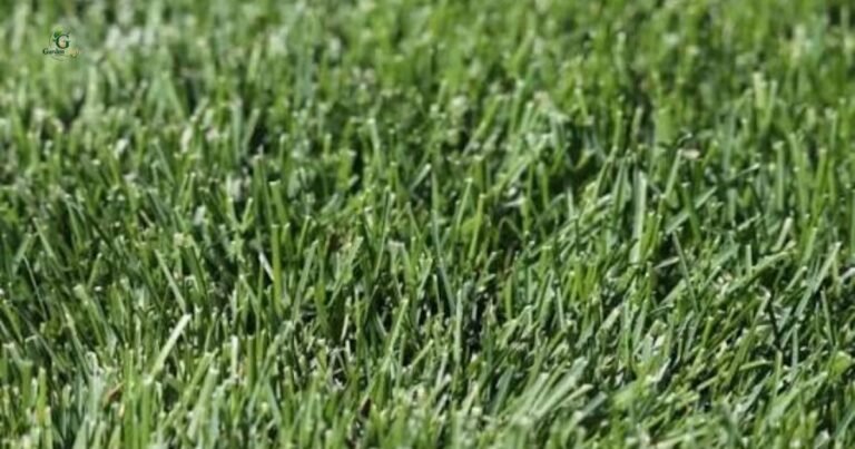 What Does Kentucky Bluegrass Look Like