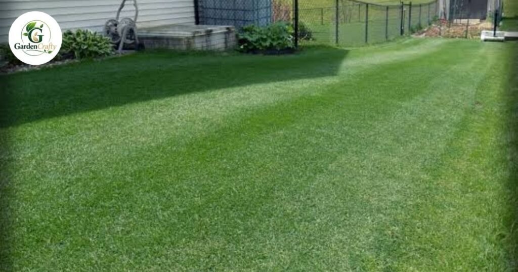 Kentucky Bluegrass