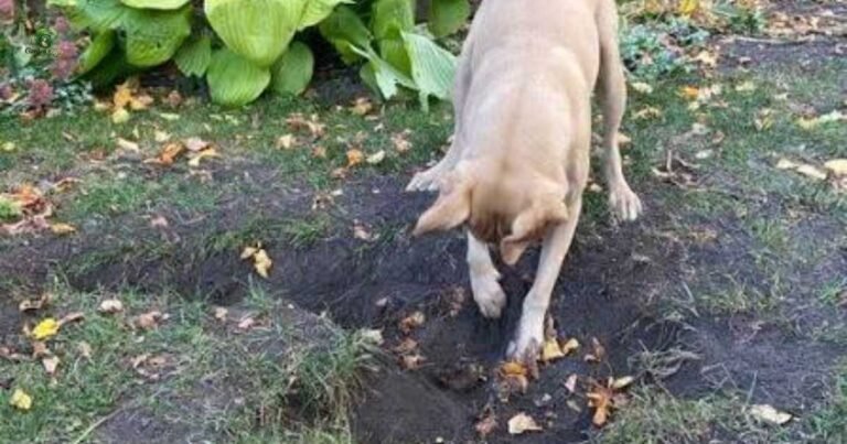 Lawn Damage from Dogs and How to Protect It