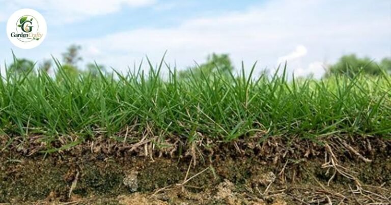 Lawn Thatch