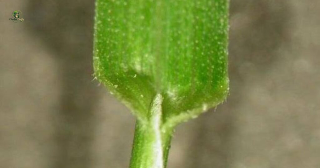 Leaf Blade and Tip Shape