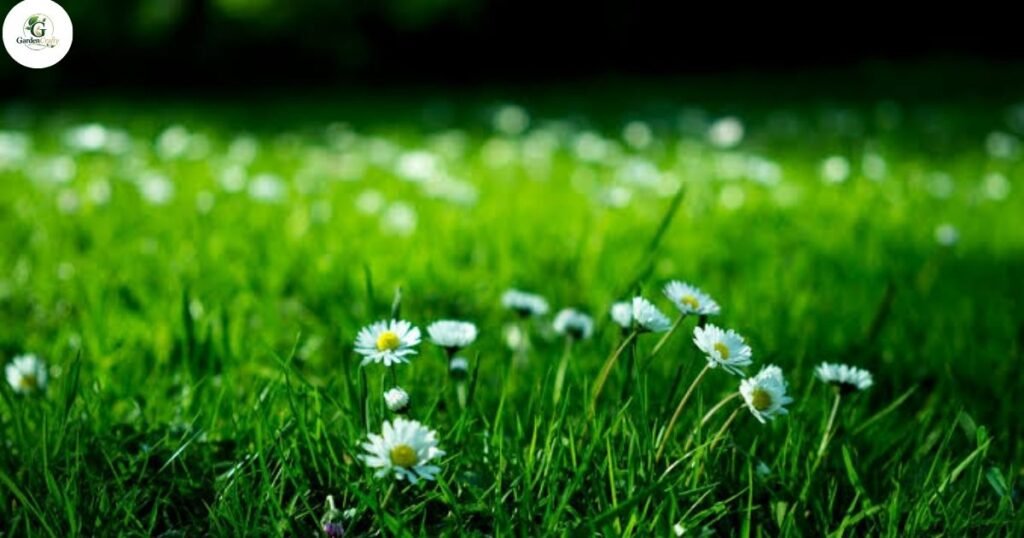 Longer Green Lawn Season