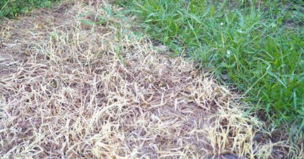 Mistakes That Kill Grass Seed in Hot Weather