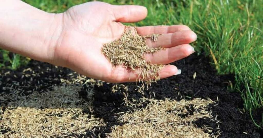 Mistakes That Reduce the Benefits of Overseeding
