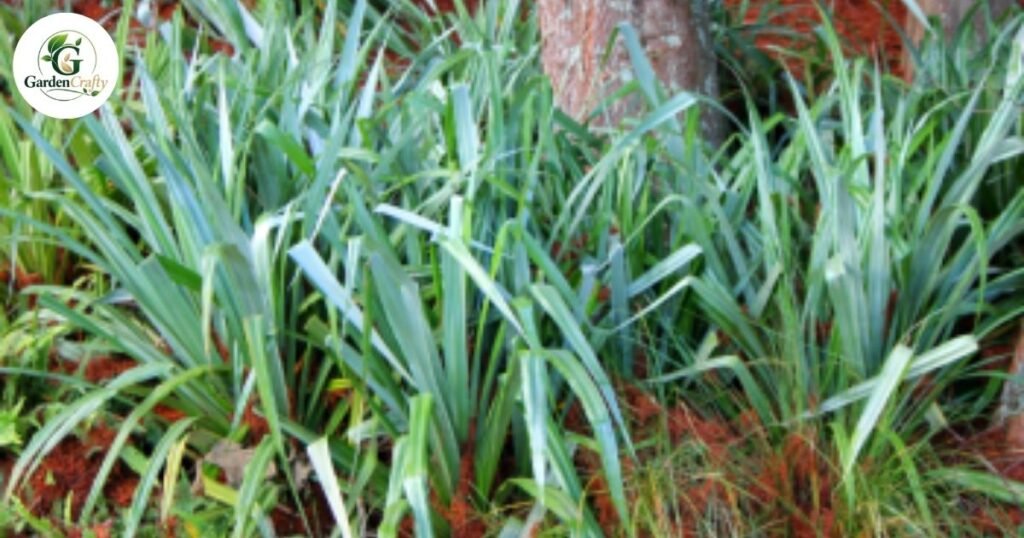 Monocots