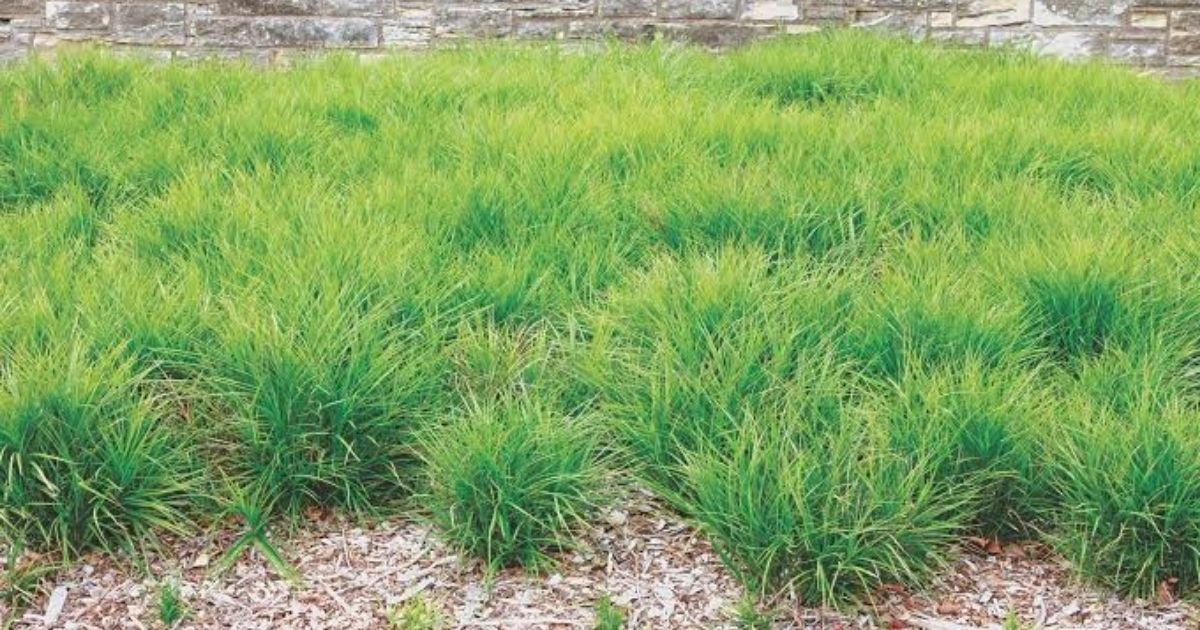 Sedges