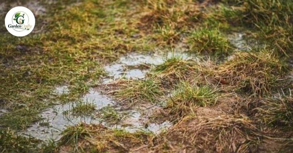 Signs Your Lawn May Have a Thatch Problem