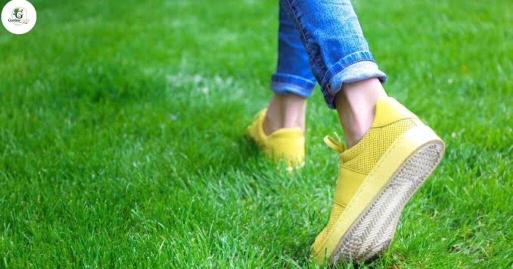 Stronger Lawn for Foot Traffic