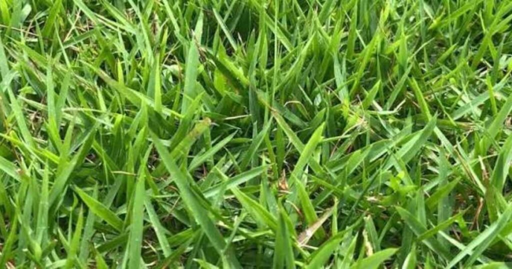The Best Fertilizer for Zoysia Grass