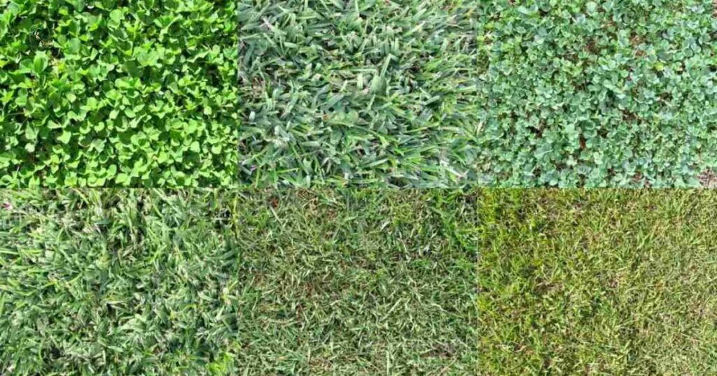 Thick, Uniform, Good-Looking GrassThick, Uniform, Good-Looking Grass
