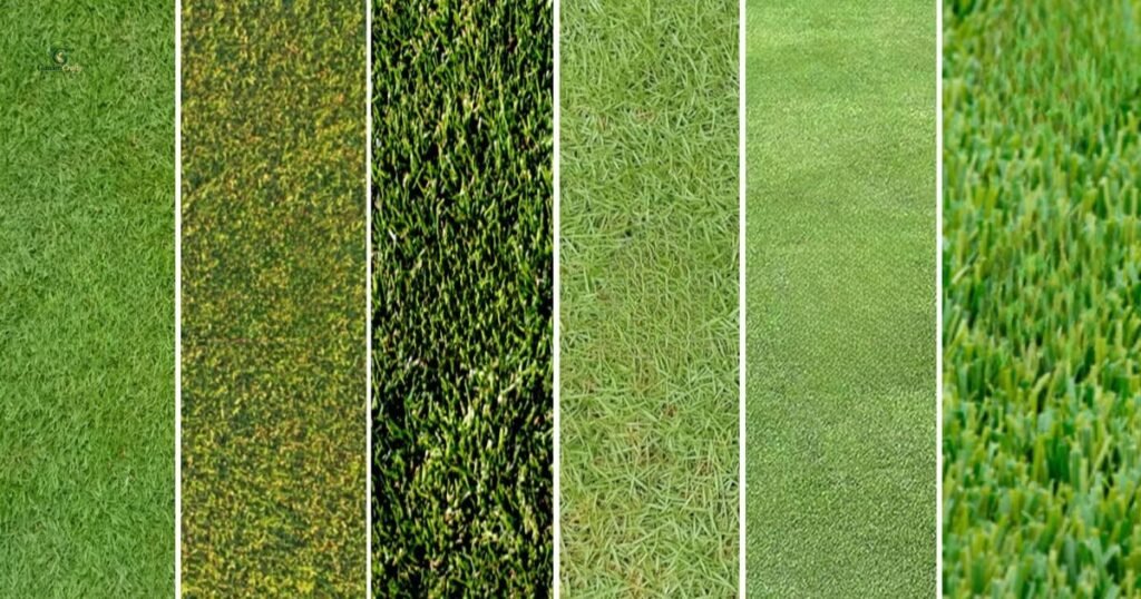 Types of Bermuda Grass and How They Look
