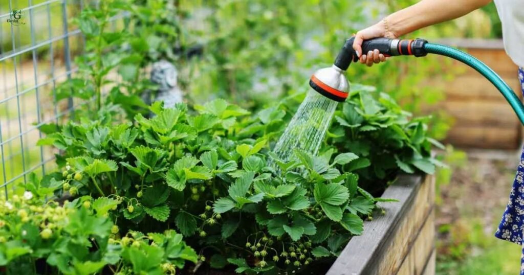 Watering Schedule During a Heat Wave..