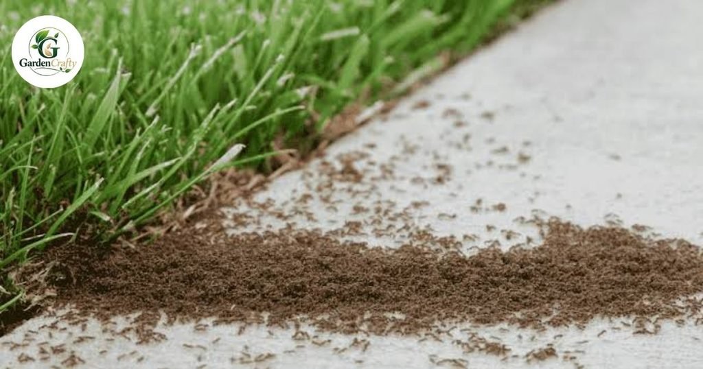 What Causes Thatch Buildup