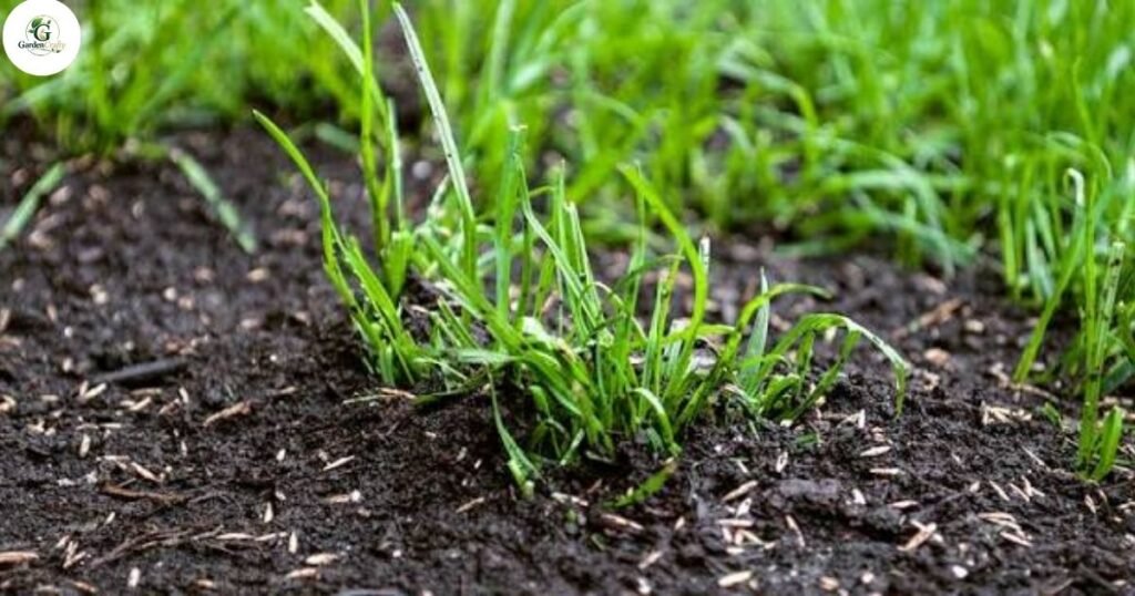 What Lawns Benefit the Most From Overseeding