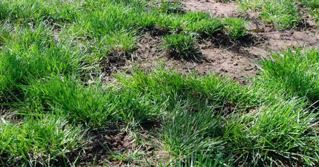 What Overseeding Does to a Lawn