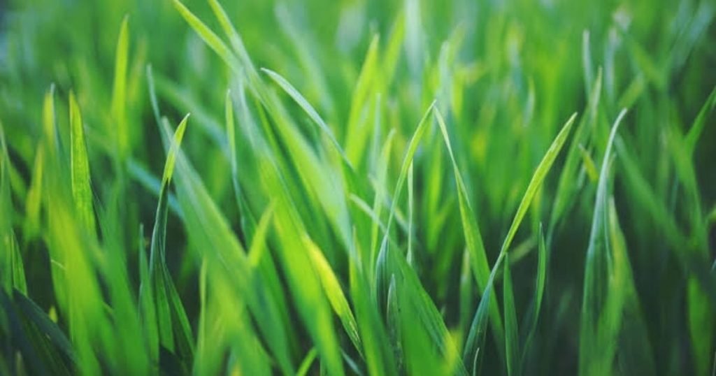 What is Grass?