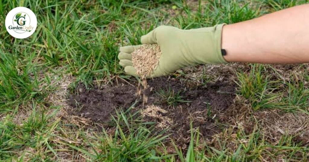 What to Do Before Waiting for Grass to Spread