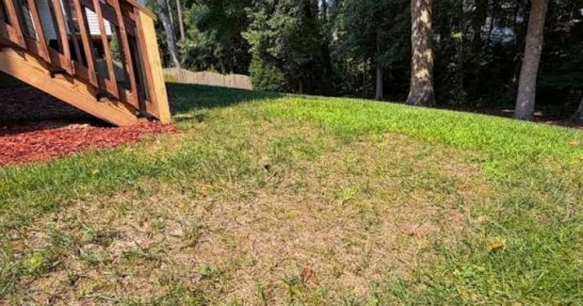 When Grass Turns Into a ProblemWhen Grass Turns Into a Problem