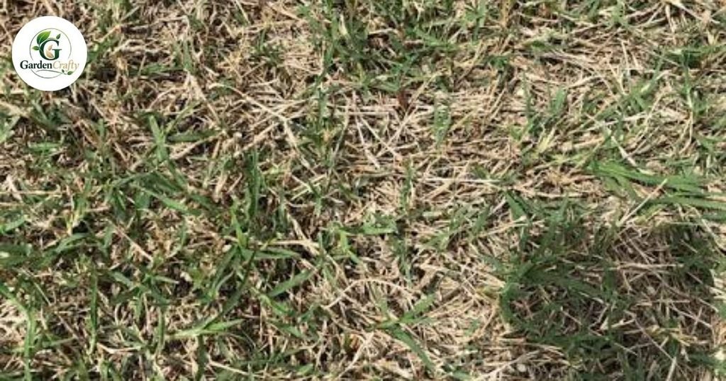 Which Grasses Develop Thatch
