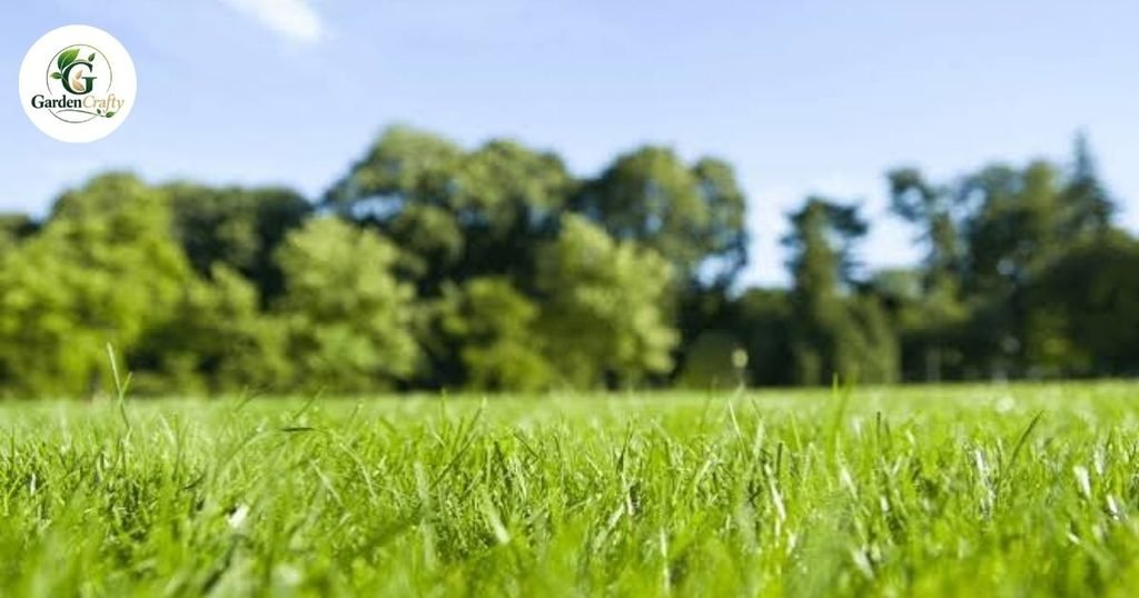 Why Aeration Helps Lawns