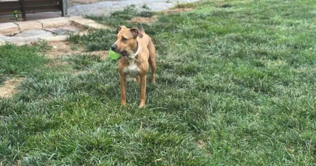 Why Some Dogs Are Harder on Lawns Than Others